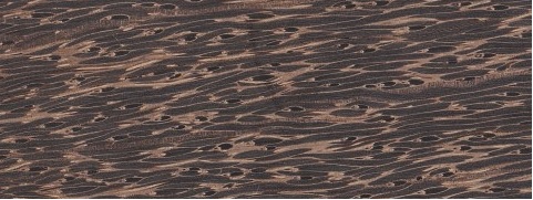 Palm Black
