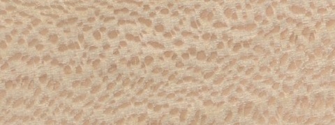 Sycamore